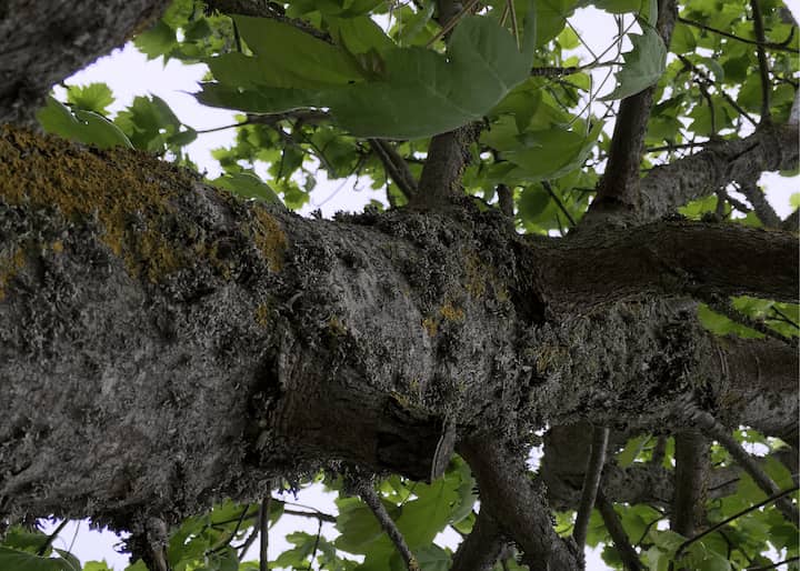 Dirt City Tree Service City of Richmond Tree Removal