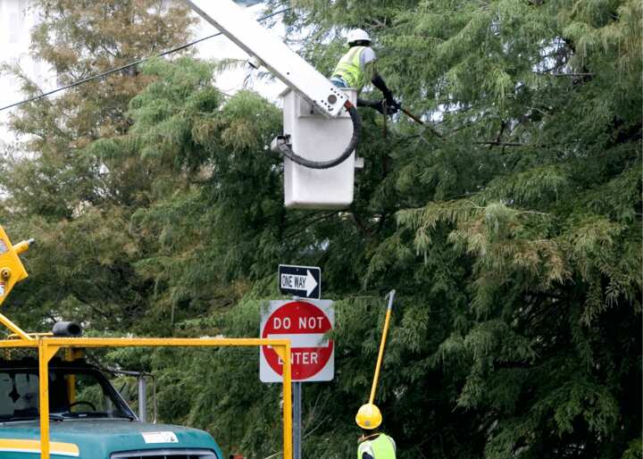 Tree Trimming City of Richmond Tree Removal