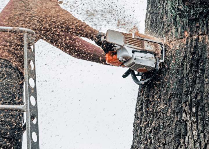 Dirt City Tree Service City of Richmond Tree Removal