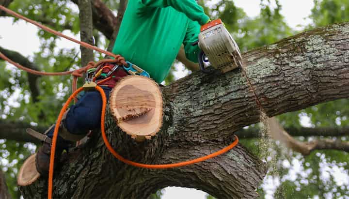 Shed your worries away with best tree removal in Richmond