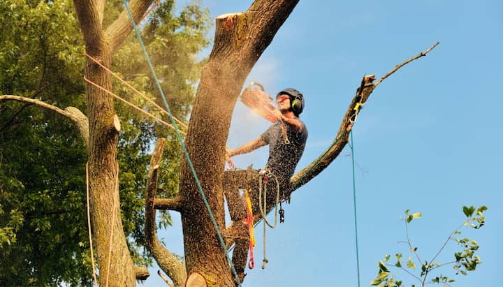 Get rid of tree problems with the expert tree removal contractors in Richmond