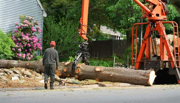 Local partner for Tree removal services in Richmond