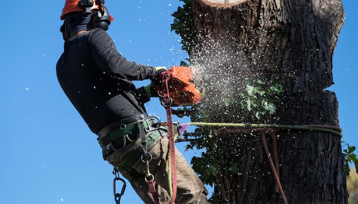 Professional Tree removal solutions in Richmond