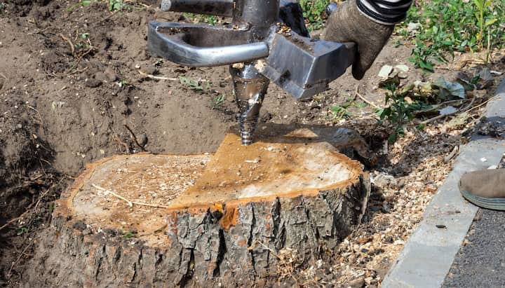 Richmond Tree stump removal
